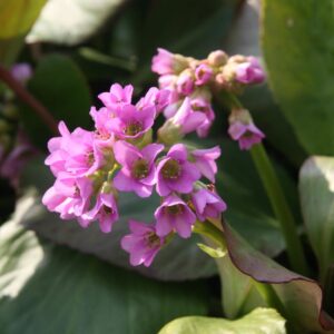 Bergenia cordifolia