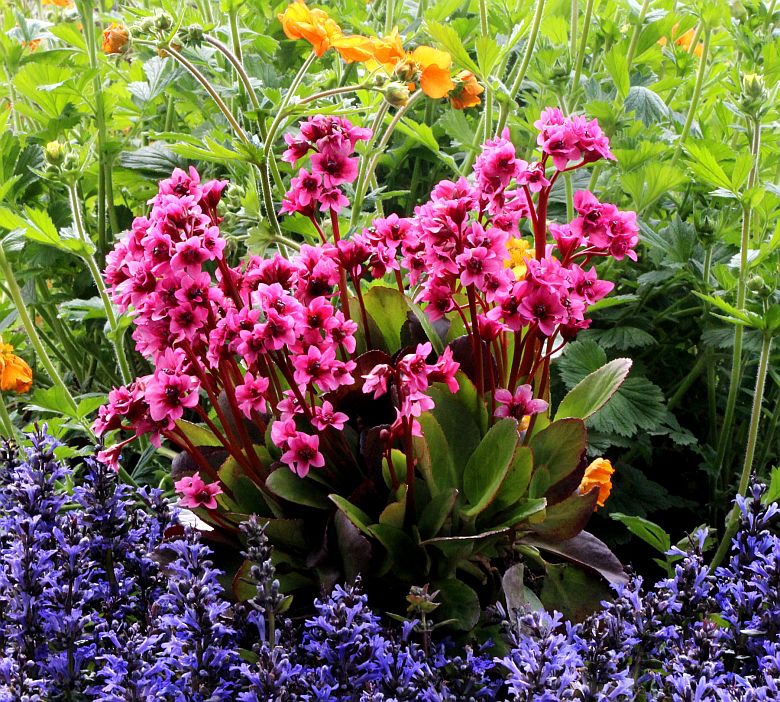 Bergenia cordifolia 'Flirt' (S)