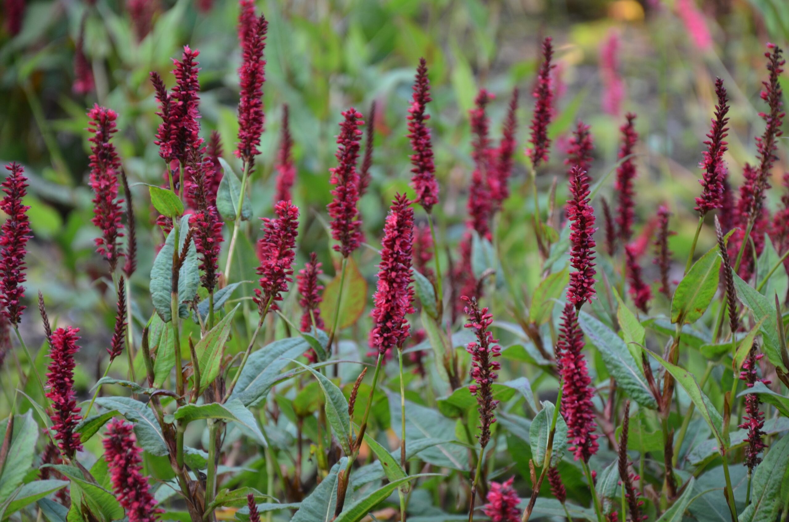 Persicaria amplexicaulis 'Black Field`(S) (Bistort