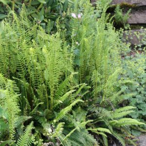 Blechnum spicant