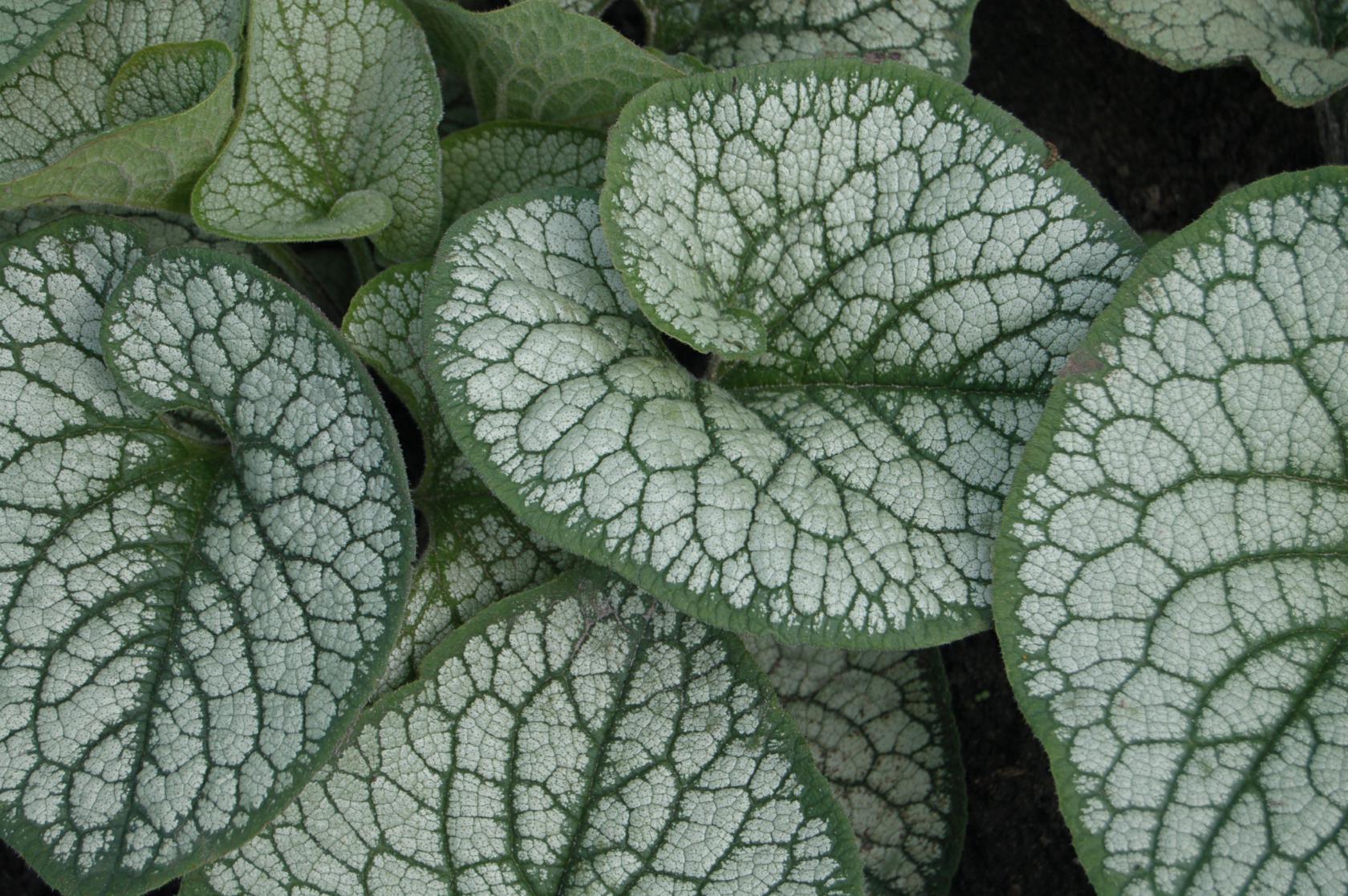Brunnera macrophylla 'Sea Heart' (S)