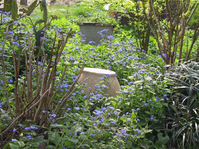 Brunnera macrophylla