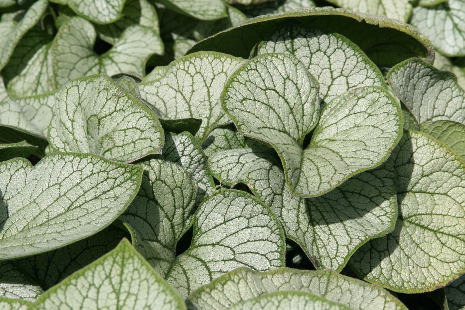 Brunnera macrophylla 'Jack Frost' (S)