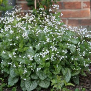Brunnera macrophylla 'Mr.Morse' (S)