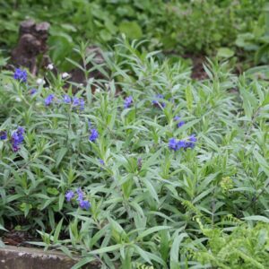Buglossoides purpurocaerulea