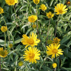Buphthalmum salicifolium 'Alpengold'
