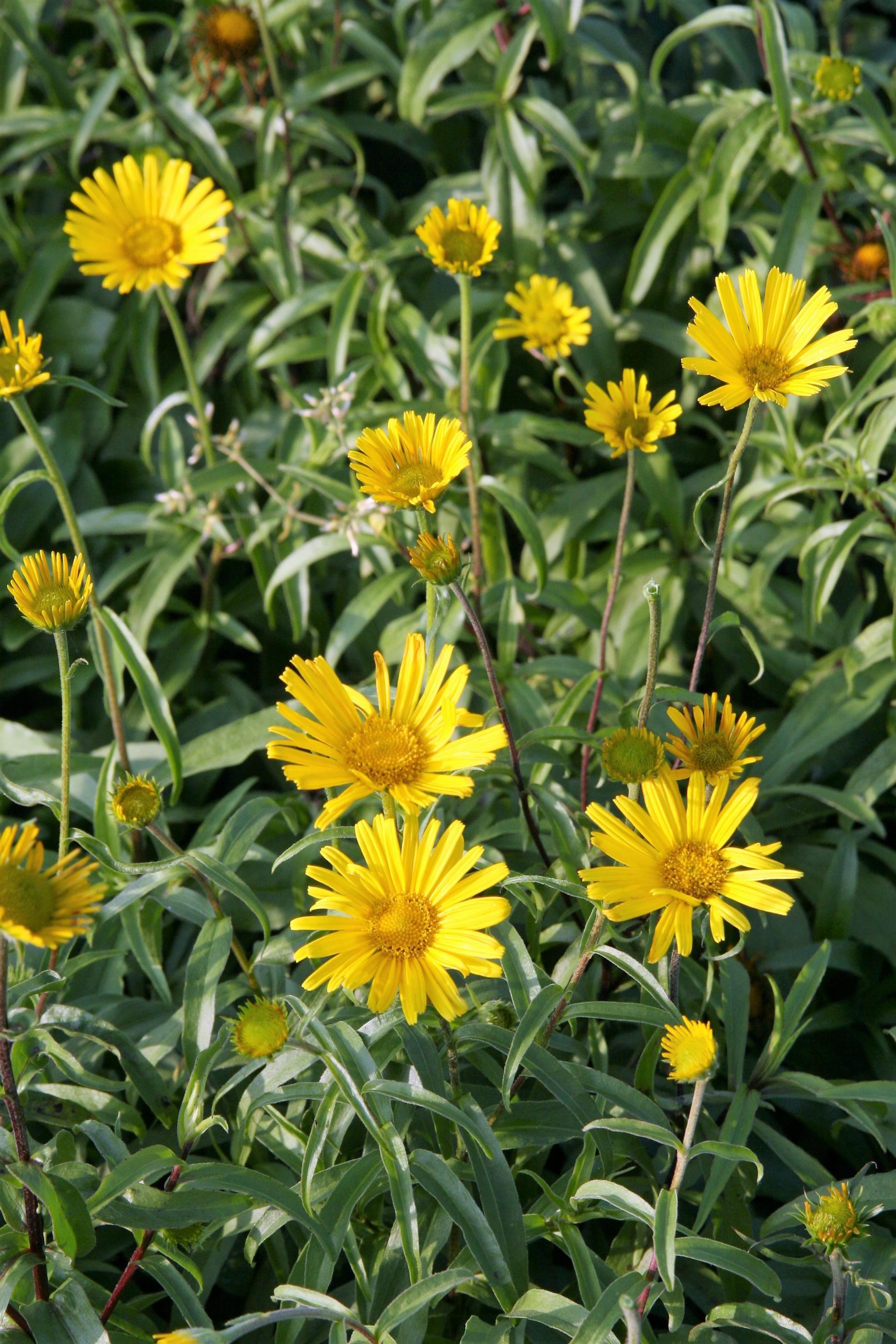 Buphthalmum salicifolium 'Alpengold'