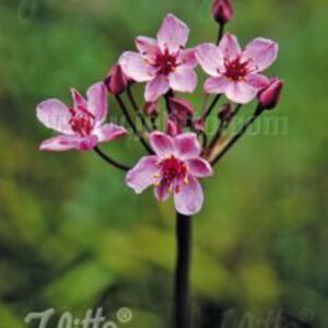 Butomus umbellatus