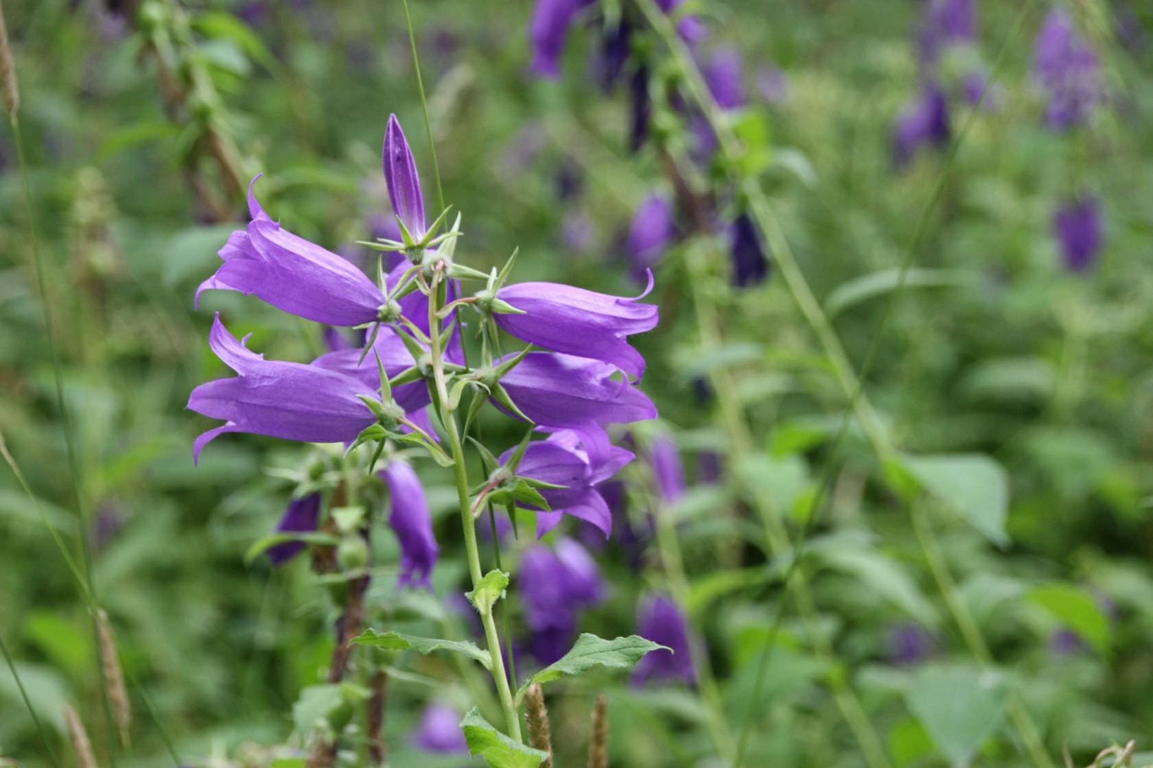 Campanula latifolia macrantha