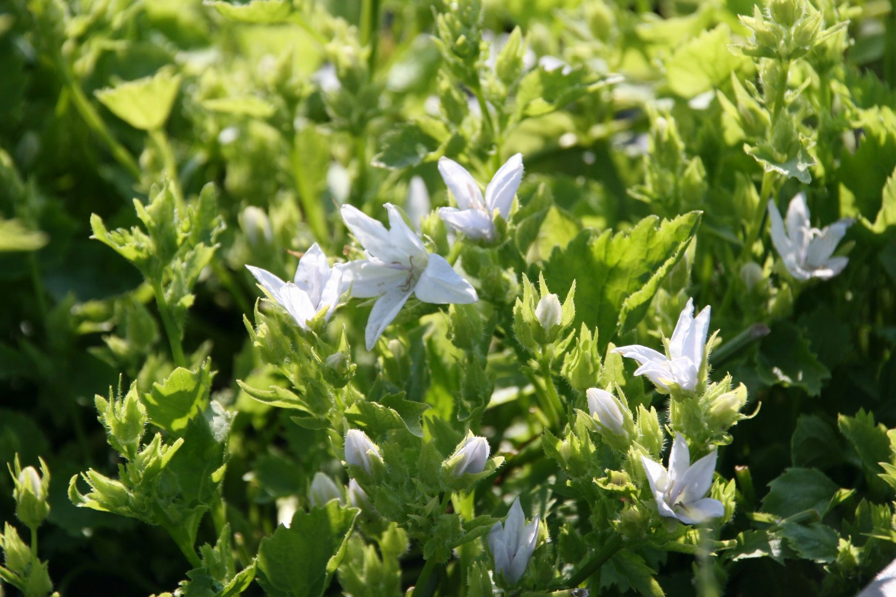 Campanula poscharskyana 'E.H.Frost'
