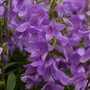 Campanula liliifolia 'Gaudi Violet'(S)