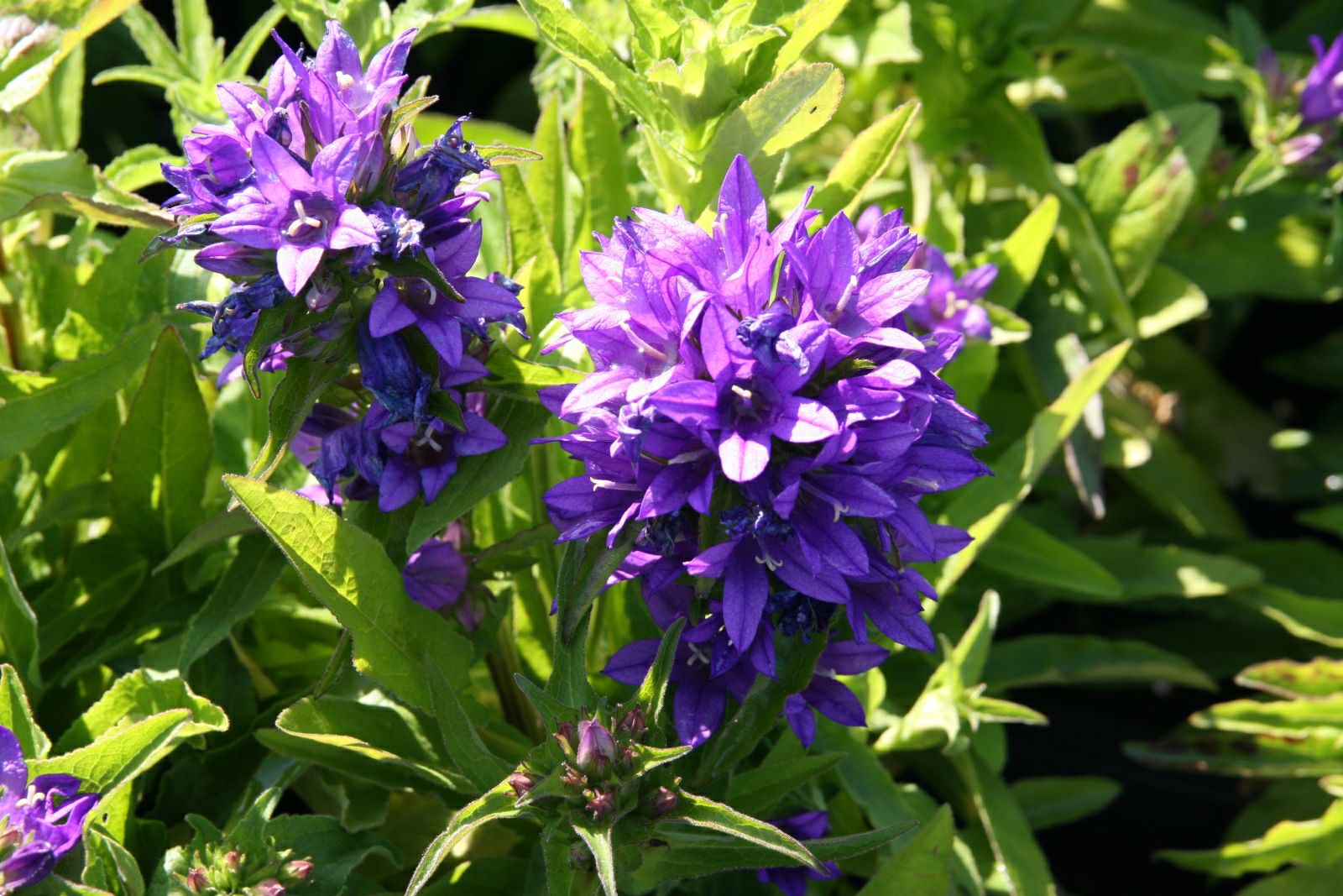 Campanula glomerata 'Acaulis'