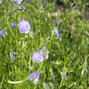 Campanula rotundifolia 'Olympica'