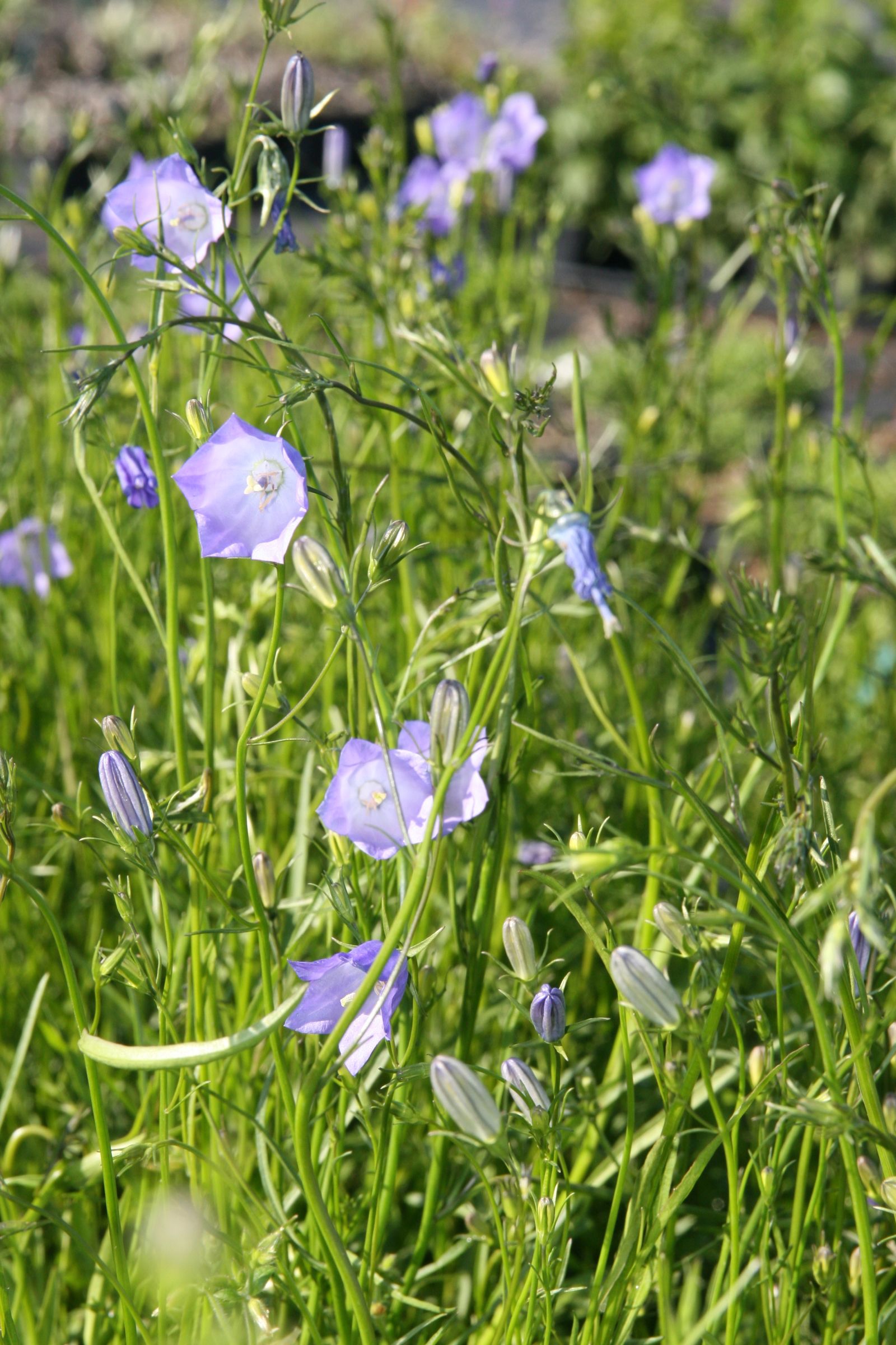 Campanula rotundifolia 'Olympica'