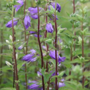 Campanula trachelium
