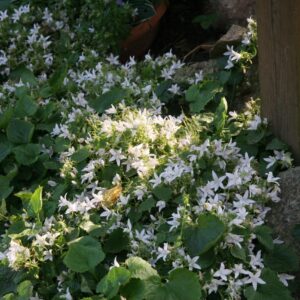 Campanula poscharskyana 'Weißranke''