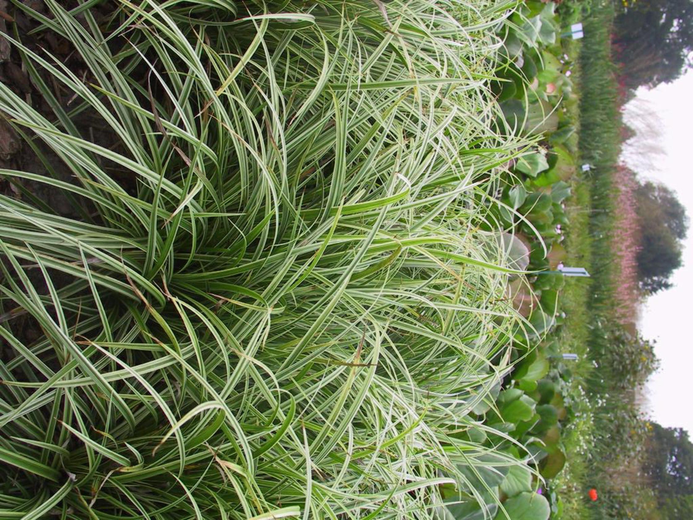 Carex foliosissima 'Ice Dance'
