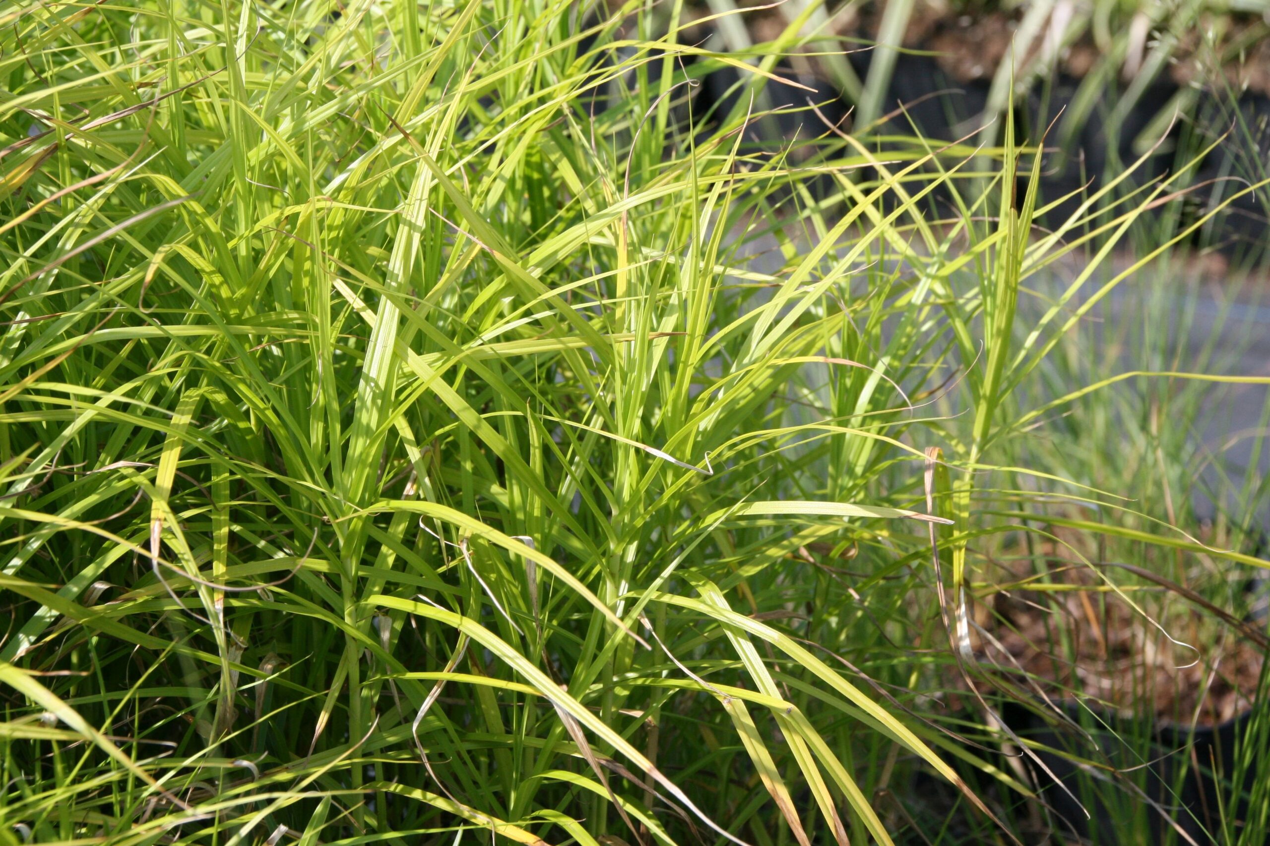 Carex muskingumensis