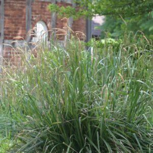 Carex pendula