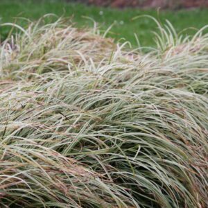 Carex x cultorum 'Silver Sceptre'