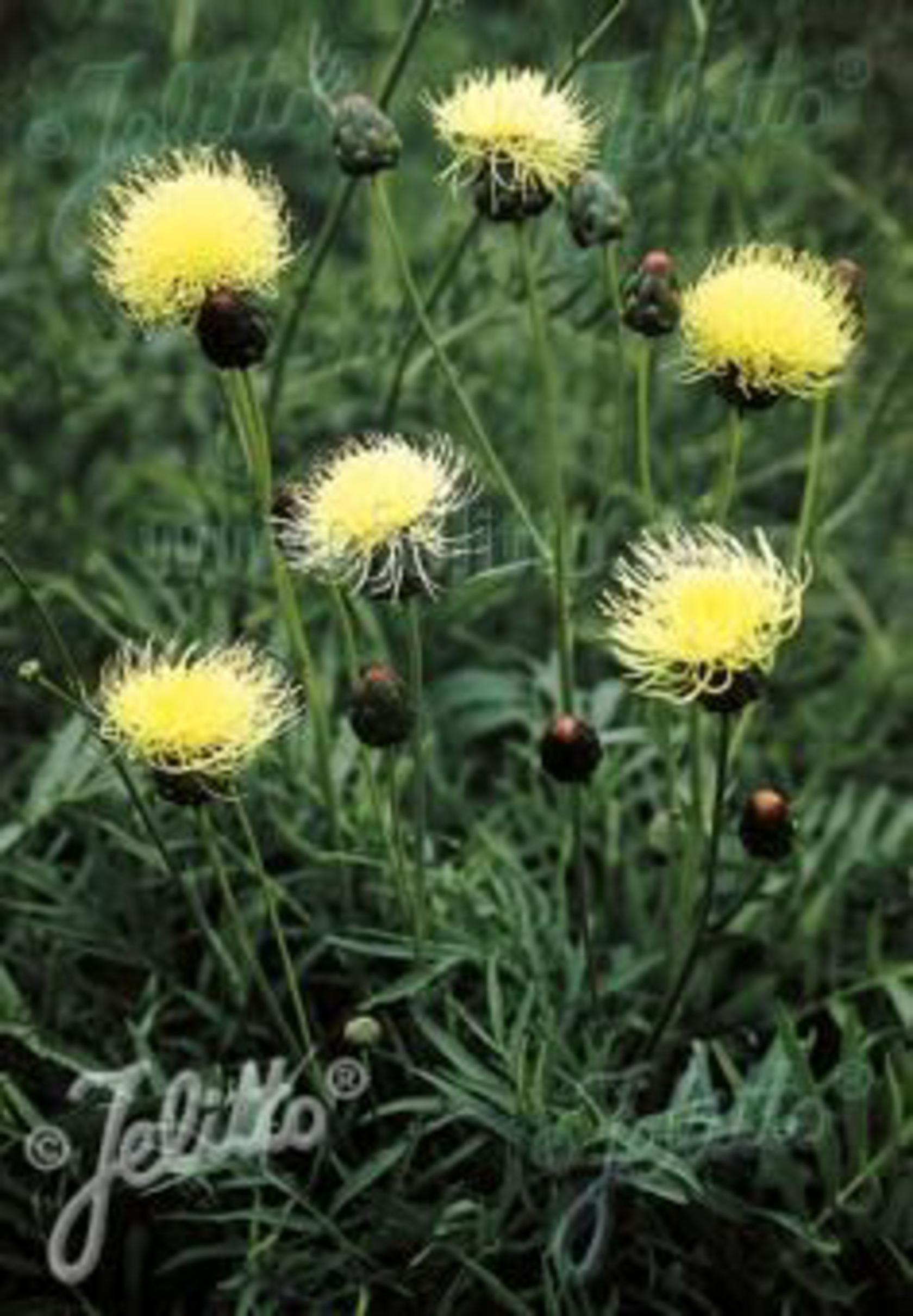 Centaurea ruthenica