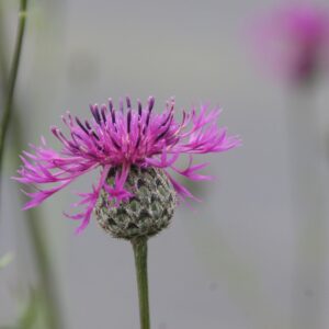 Centaurea scabiosa