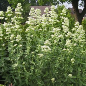 Centranthus ruber 'Albus'