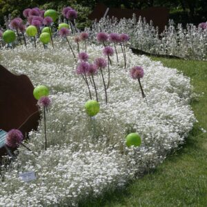 Cerastium tomentosum 'Silberteppich'
