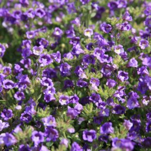 Chaenorrhinum origanifolium 'Blue Dream'