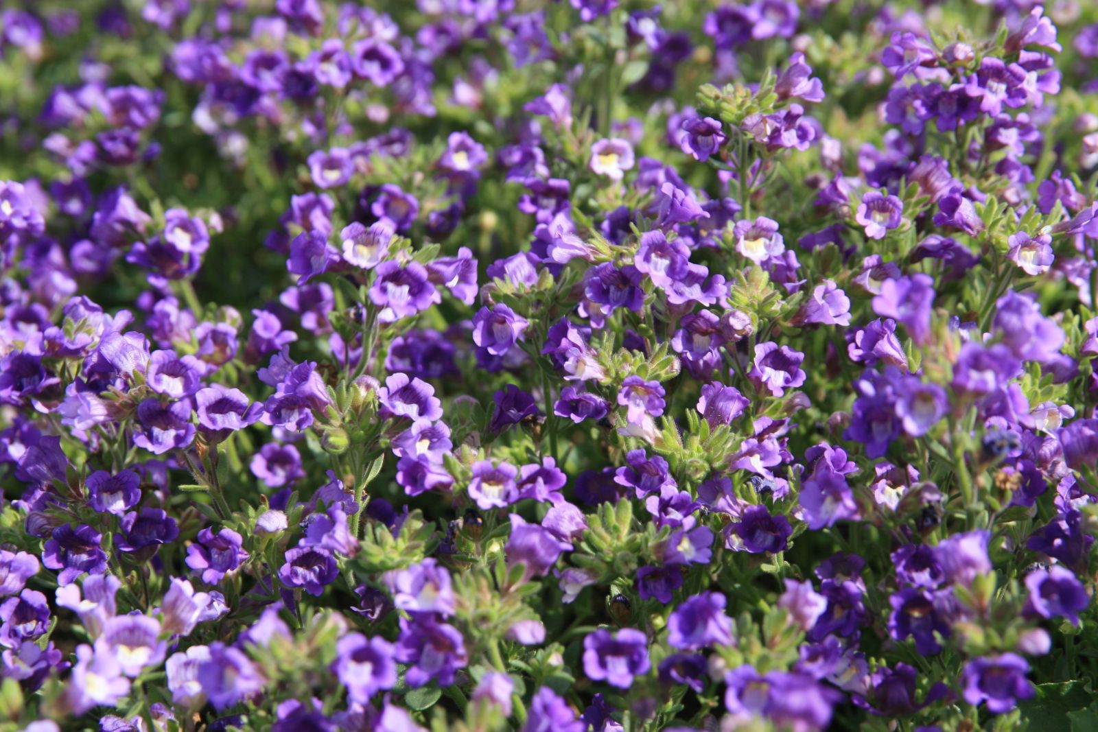 Chaenorrhinum origanifolium 'Blue Dream'