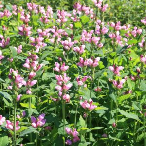 Chelone obliqua