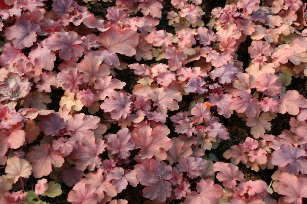 Heuchera micrantha 'Cherry Cola' (S)