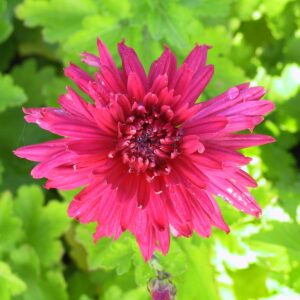 Chrysanthemum x hort. 'Reiherberg'
