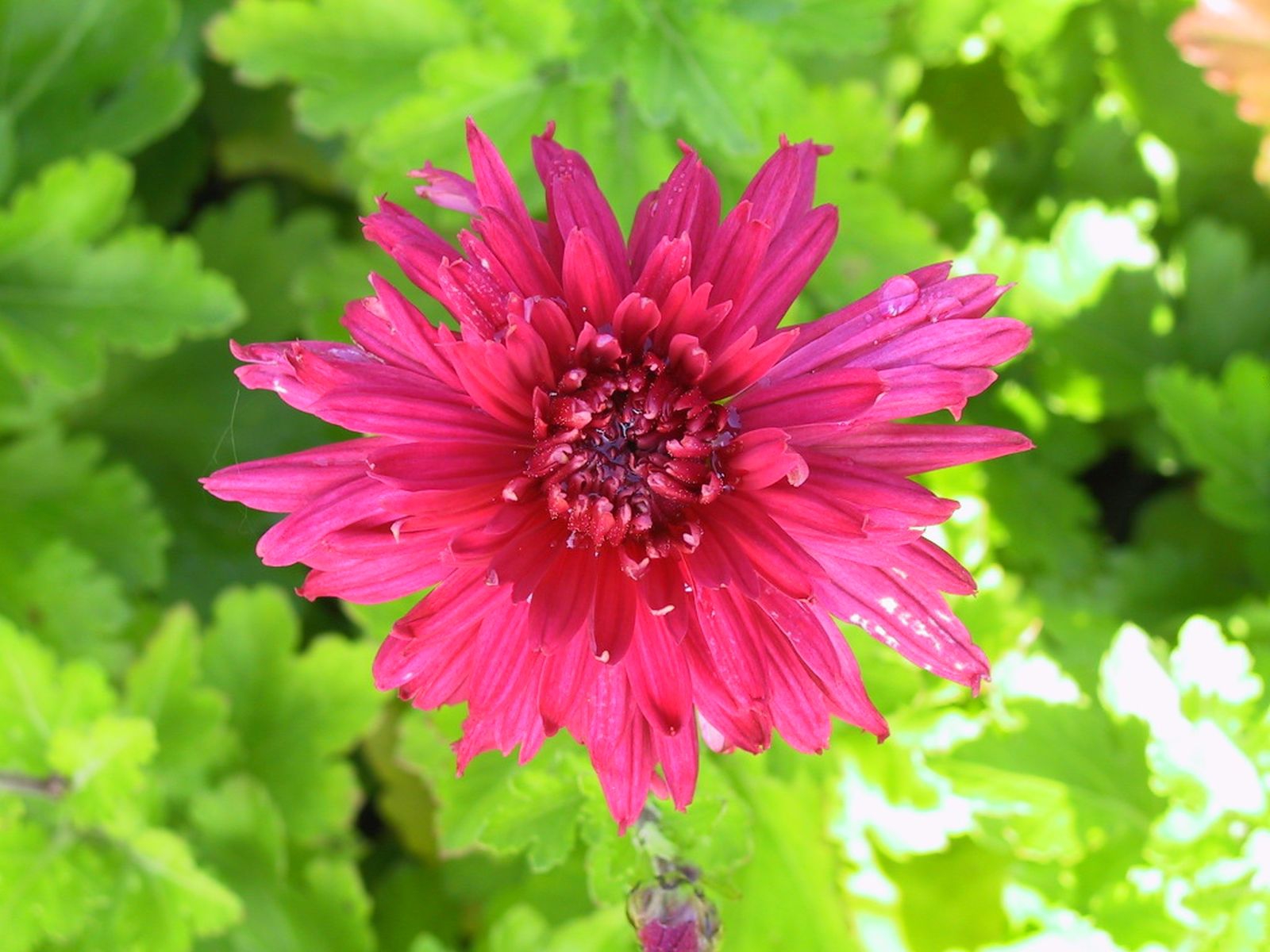 Chrysanthemum x hort. 'Reiherberg'