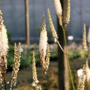 Actaea racemosa var.cordifolia (Cimicifuga)