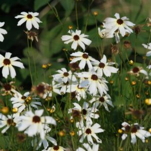 Coreopsis pubescens 'Fools Gold'