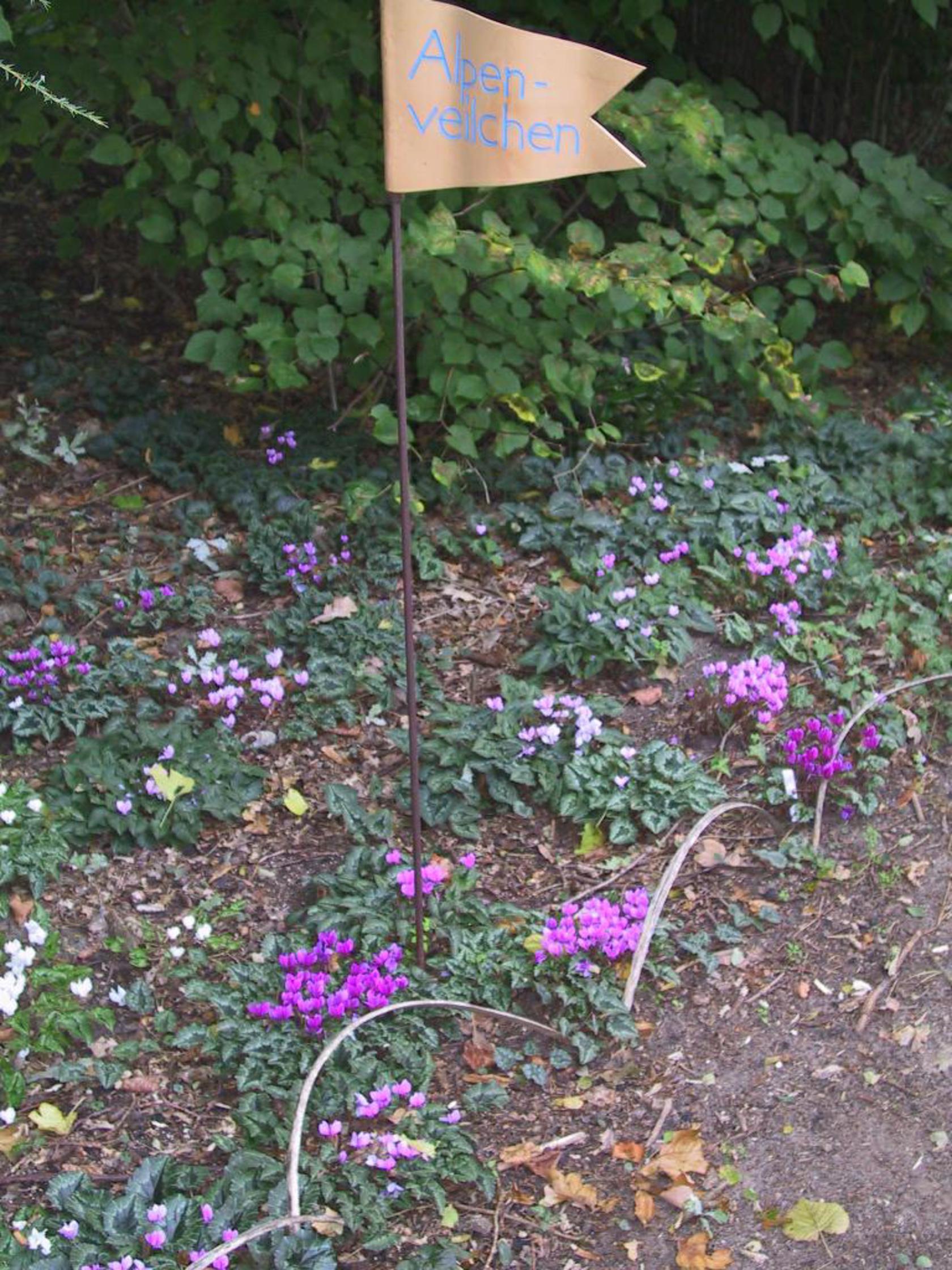 Cyclamen hederifolium (rosa)