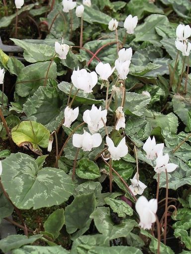 Cyclamen hederifolium 'Album'