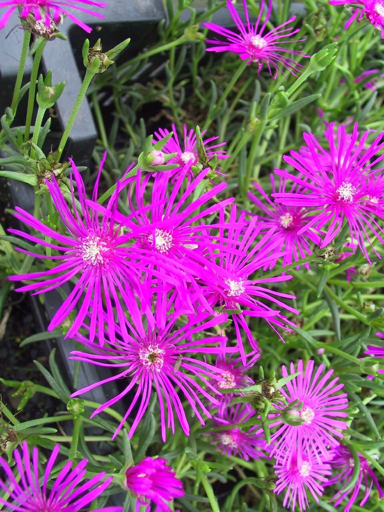 Delosperma cooperi