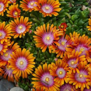 Delosperma x cult. 'Fire Spinner'  (S)