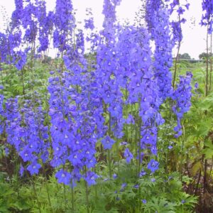 Delphinium x belladonna 'Piccolo'