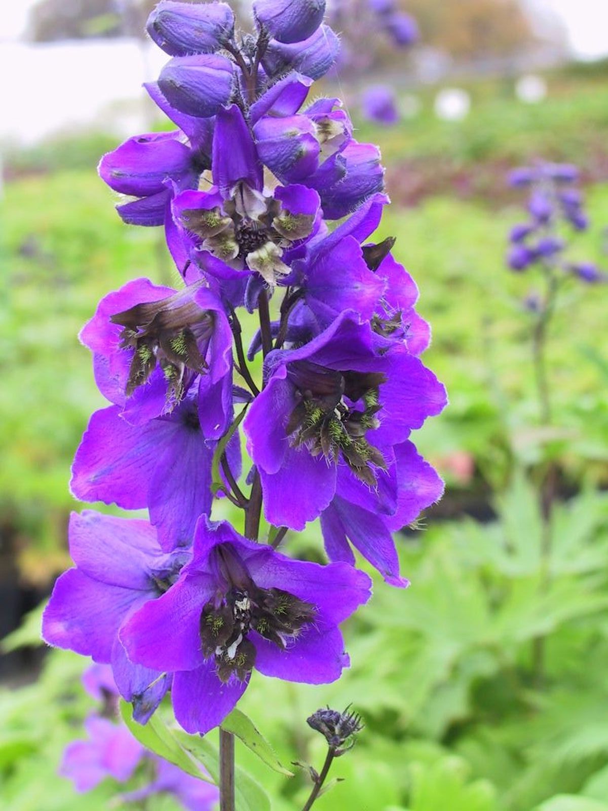 Delphinium Pacific-Hybriden 'Black Knight'