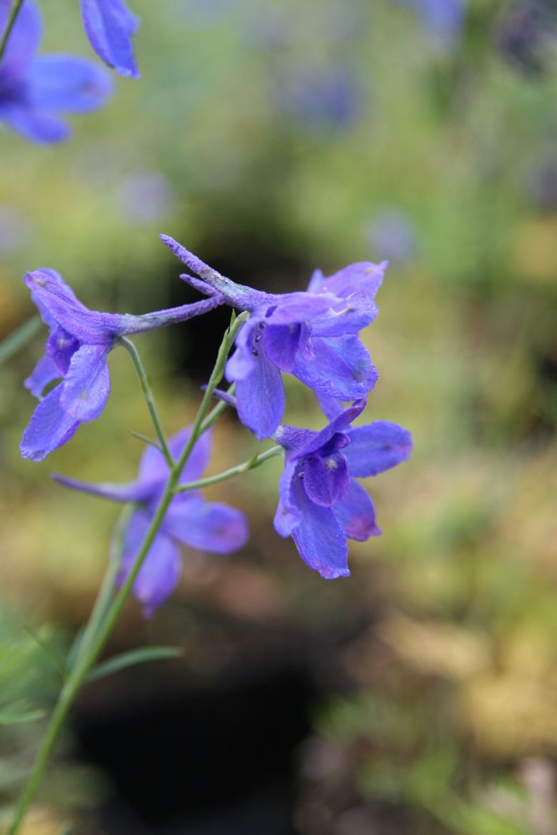 Delphinium grandiflorum 'Blauer Zwerg'