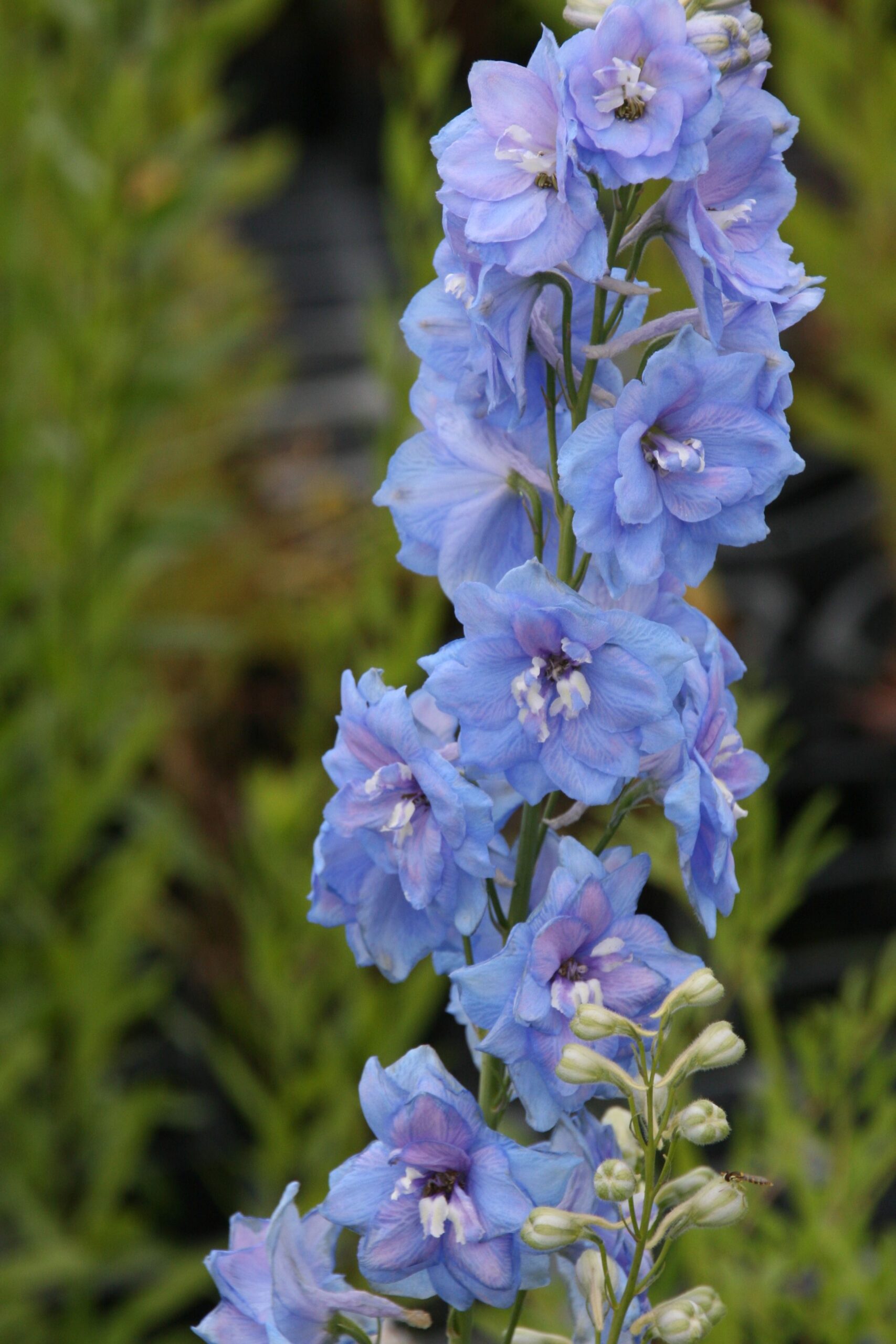 Delphinium New Millenium 'Blue Lace'