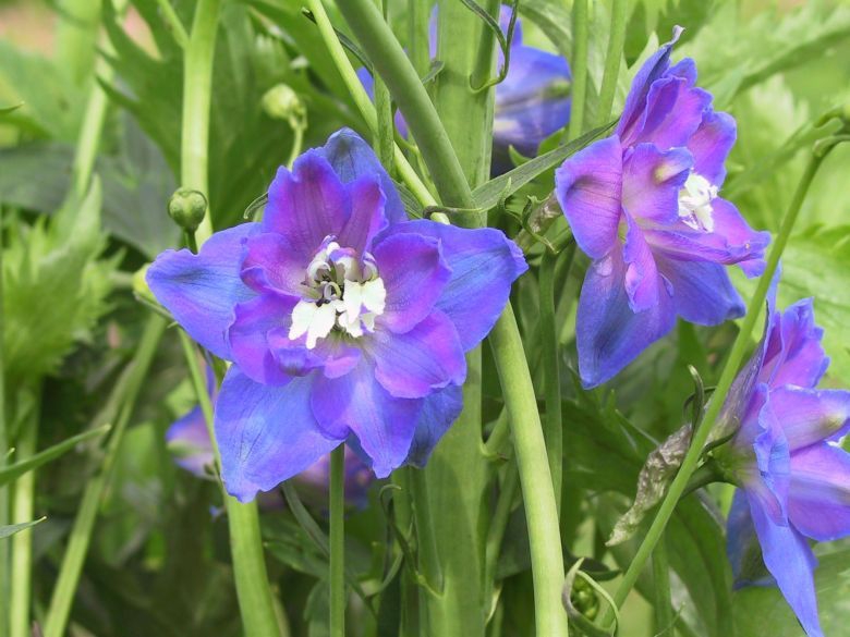 Delphinium x elatum 'Jubelruf'