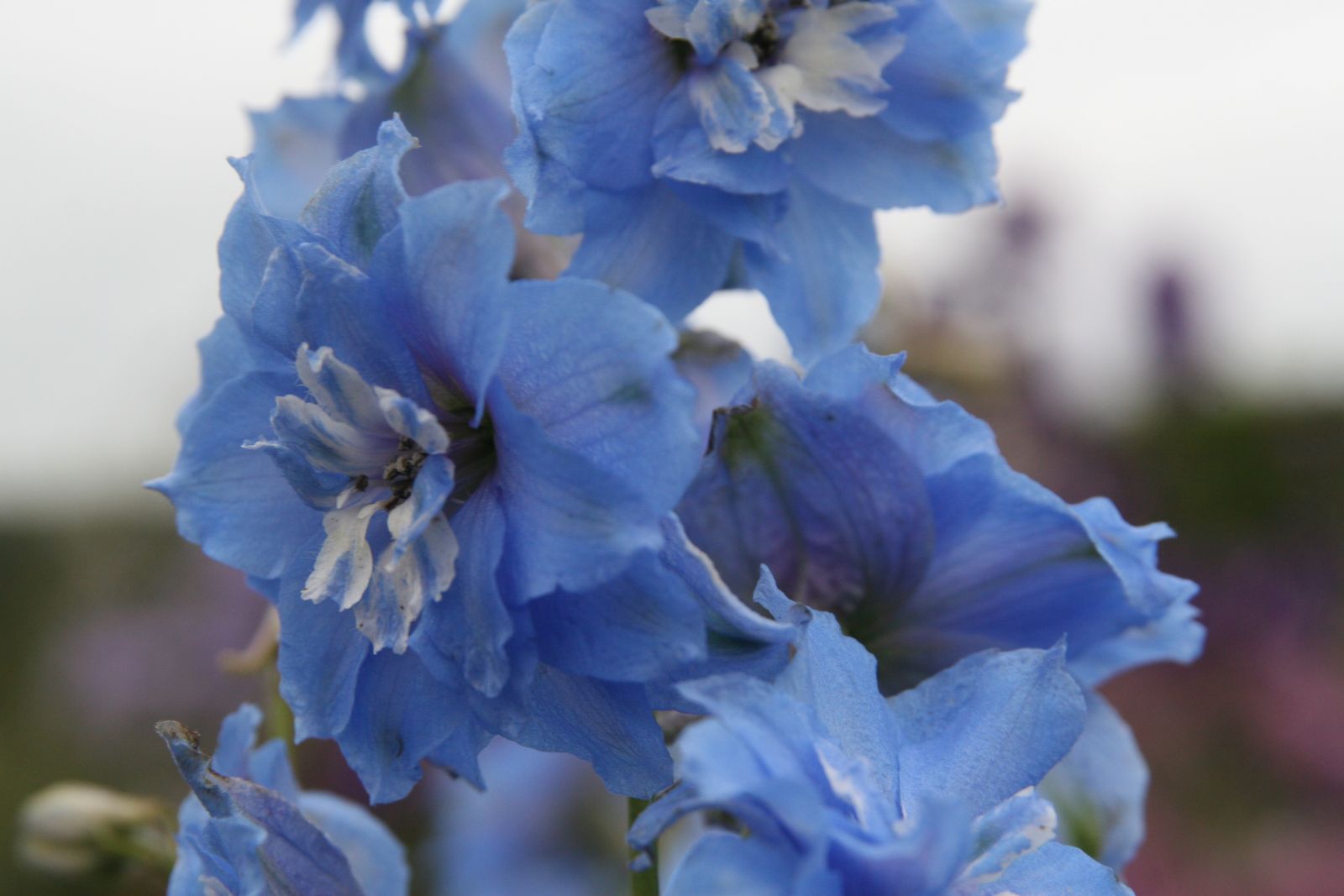 Delphinium New Millenium 'Sunny Skies'
