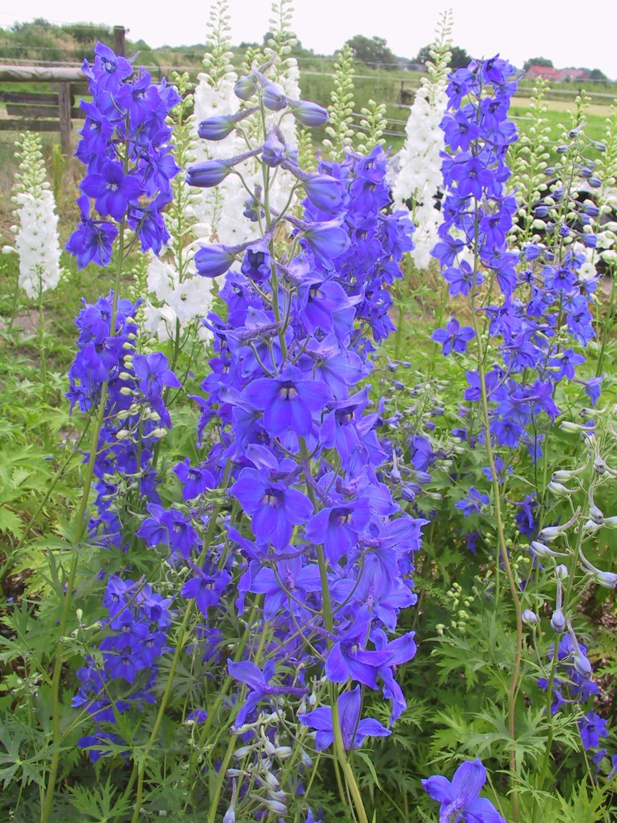 Delphinium x belladonna 'Völkerfrieden'