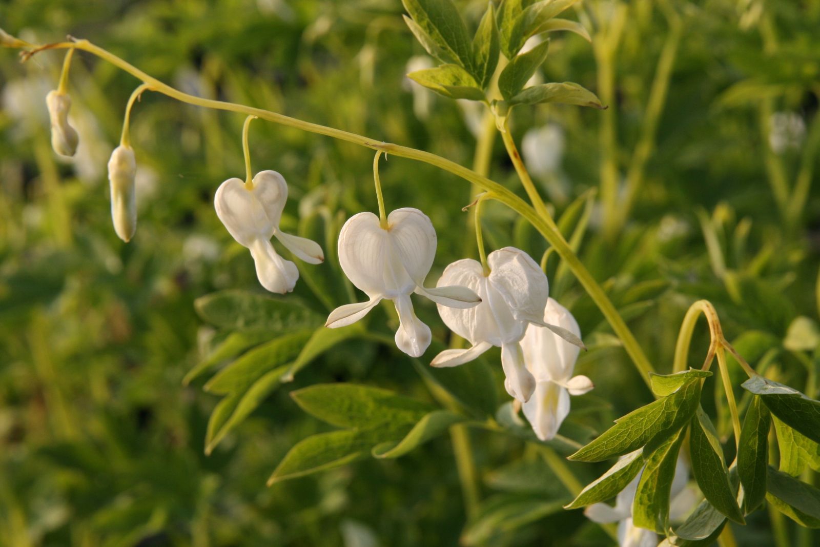 Dicentra spectabilis 'Alba'