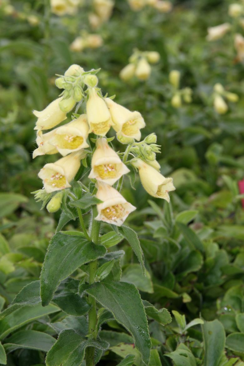 Digitalis grandiflora Dwarf Carillon'
