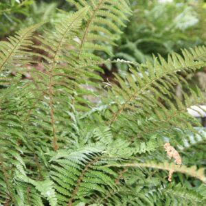 Dryopteris affinis 'Pinderi'